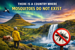 There is a Country Where Mosquitoes Do Not Exist