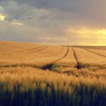 Ancient Grain Stores: 10 Reasons Storage Was More Powerful Than Warfare