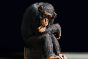 anticipatory grief for