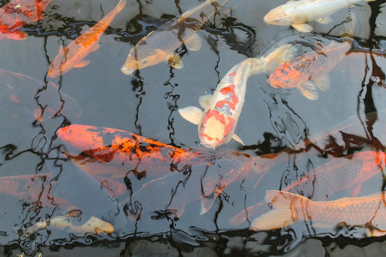 Medieval Fish Ponds: 10 Forgotten Reasons Water Estates Were Power Machines