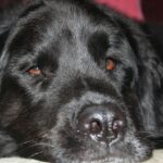 Sleep Inertia Hacks: 11 Proven Ways to Wake Up Sharp Guide