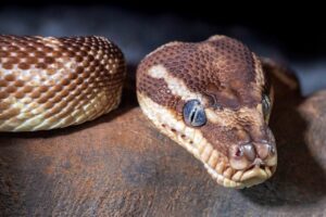 10 chatgpt prompts for python