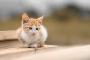 ai project management for small