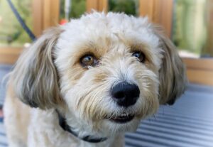 ambient computing trust