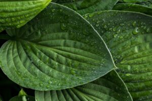 chatgpt prompts for invoice emails