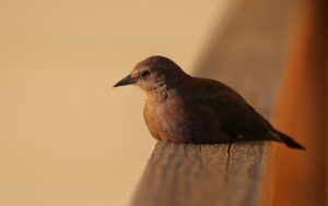 quiet checkout coercion