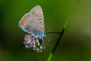 roundabout flowerbed authority
