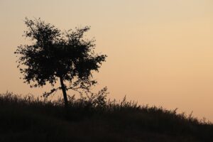 Silent Notifications Stress: 9 Reasons No Sound Can Feel More Distracting Than Noise