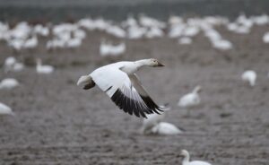 River migration towns: 9 Reasons Settlements Vanish