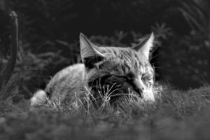 Sleep Inertia After Naps: 10 Reasons Short Rest Can Backfire