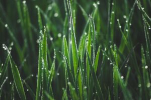 Dust Motes in Morning Light: 7 Reasons Rooms Feel Alive
