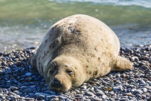 Animal Sleep Facts