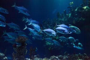 Deep Ocean Facts