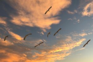 Animal Migration Patterns