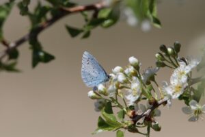 Insects and Ecosystems Facts: 17 Jaw-Dropping Insights Guide