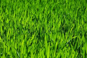 Hackable robot lawn mower in a residential yard